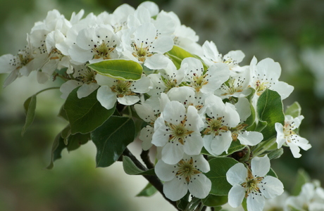 Kultur-Birne (Pyrus communis) - © Emanuel Trummer